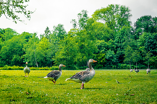 포토 JPG 해외이미지 야생동물 서기 잔디 사람없음 초록색 봄 거위 해외202004 해외포토 식물 동물 계절 컬러 모션 조류 파일형식