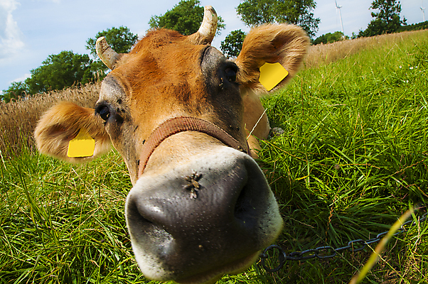 포토 JPG 해외이미지 스튜디오촬영 전신 동물 척추동물 1 백그라운드 농업 포유류 자연 하늘 생물 흑백 실내 서기 풍경 초원 사람없음 가로 여름 파란색 농장 검은색 가축 소고기 흰색 시골 소 자르기 흰배경 코 고립 밭일 저지 카피스페이스 목가 차단 해외202004 해외포토 계절 산업 컬러 모션 촬영기법 육류 내부 신체부위 공백 생태계 파일형식