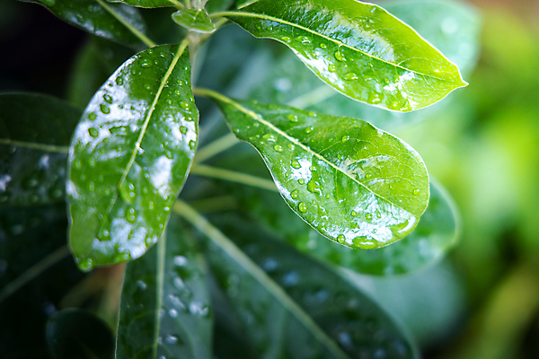 포토 JPG 해외이미지 식물 무료이미지 잎 사람없음 아웃포커스 초록색 젖음 해외202004 해외포토 컬러 촬영기법 파일형식 무료콘텐츠