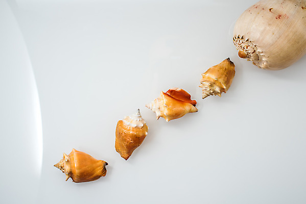 포토 JPG 해외이미지 무료이미지 백그라운드 사람없음 장식 껍질 소라 흰배경 일렬 해외202004 해외포토 어패류 흰색 파일형식