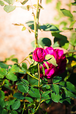 포토 JPG 해외이미지 식물 꽃잎 꽃 줄기 분홍색 잎 꽃무늬 자연 발렌타인데이 사람없음 야외 초록색 여름 햇빛 장미 정원 벚꽃 내추럴 해외202004 해외포토 계절 컬러 무늬 데이이벤트 태양 생태계 파일형식
