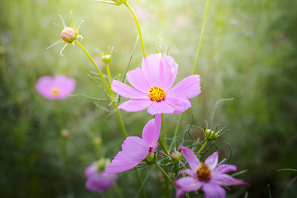 포토 JPG 해외이미지 주간 식물 꽃 분홍색 꽃밭 자연 풍경 근접촬영 사람없음 야외 초록색 코스모스 해외202004 해외포토 자연요소 뷰포인트 컬러 생태계 파일형식
