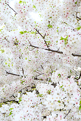 포토 JPG 해외이미지 무료이미지 꽃 분홍색 사람없음 야외 봄 벚꽃 흰색 나뭇가지 해외202004 해외포토 나무 식물 계절 컬러 파일형식 무료콘텐츠