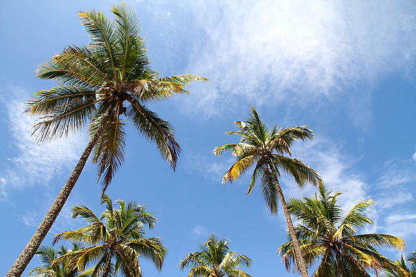 포토 JPG 해외이미지 나무 식물 구름 여행 백그라운드 잎 자연 하늘 휴가 휴식 손바닥 풍경 사람없음 야외 초록색 여름 파란색 햇빛 태양 맑음 침묵 전원 뜨거움 남아메리카 코코넛 브라질 내추럴 이국적 파라다이스 해외202004 해외포토 자연요소 손 계절 컬러 컨셉 과일 날씨 아메리카 소리 전기에너지 생태계 파일형식