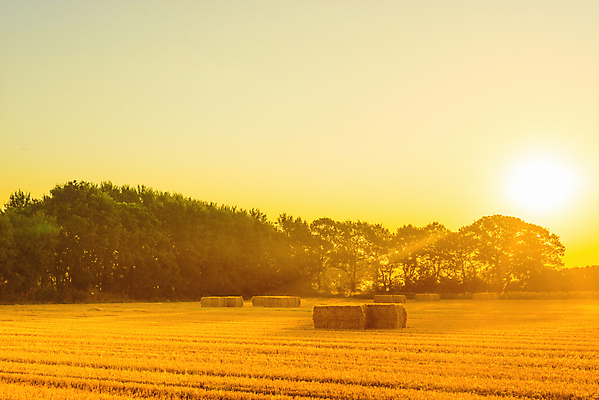 포토 JPG 해외이미지 산업 밭 농업 자연 건조 풍경 초원 사람없음 야외 농작물 농장 농경지 수확 추수 가을 건초더미 볏짚 밀 보리 밀짚 밭일 해외202004 해외포토 계절 곡류 건초 짚 생태계 파일형식 더미