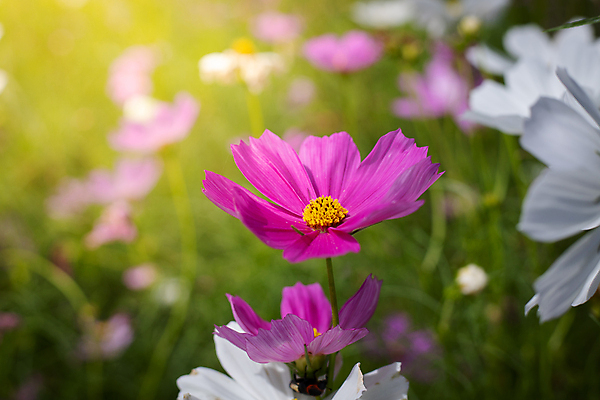 포토 JPG 해외이미지 주간 식물 꽃 분홍색 꽃밭 자연 풍경 근접촬영 사람없음 야외 초록색 코스모스 해외202004 해외포토 자연요소 뷰포인트 컬러 생태계 파일형식
