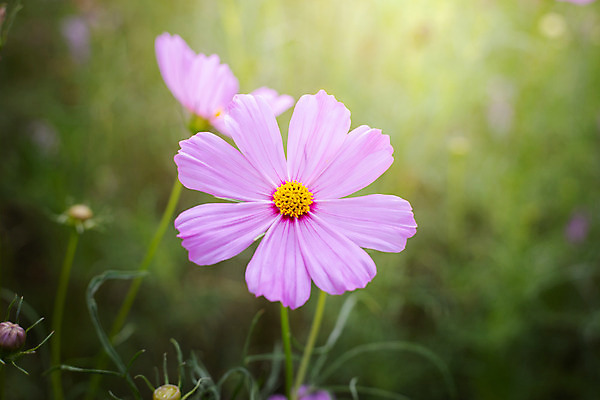 포토 JPG 해외이미지 주간 식물 꽃 분홍색 꽃밭 자연 풍경 근접촬영 사람없음 야외 초록색 코스모스 해외202004 해외포토 자연요소 뷰포인트 컬러 생태계 파일형식
