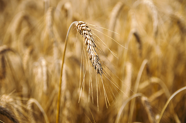 포토 JPG 해외이미지 밭 농업 자연 건조 씨앗 풍경 사람없음 야외 농작물 농장 수확 추수 가을 밀 유기농 밀짚 밭일 호밀 해외202004 해외포토 식물 웰빙 계절 산업 곡류 짚 생태계 파일형식