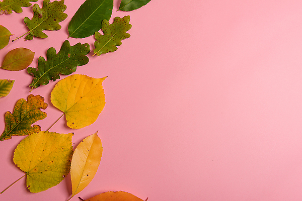 포토 JPG 해외이미지 모양 나무 식물 디자인 계절 분홍색 백그라운드 단풍 잎 패턴 오렌지 자연 벽지 추상 프레임 사랑 사람없음 가로 빨간색 초록색 갈색 노란색 우주 가을 하트 중앙 숲 발사 11월 자르기 질감 심플 10월 내추럴 오리엔테이션 스타일 미니멀리스트 해외202004 해외포토 감정 컬러 무늬 과일 모션 날짜 생태계 파일형식