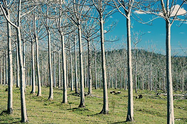 포토 JPG 해외이미지 나무 식물 줄기 잎 밭 자연 하늘 풍경 초원 사람없음 야외 초록색 여름 햇빛 시골 고독 땅 조경 해외202004 해외포토 계절 감정 컬러 농업 태양 생태계 파일형식
