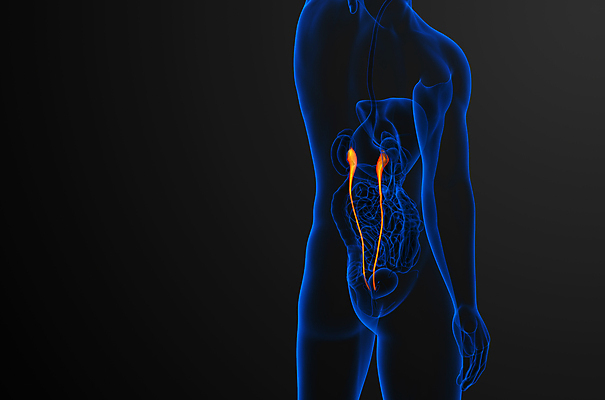 포토 JPG 해외이미지 해부 엑스레이 건강 사람 사람없음 3D 오르간 신장 생물학 해외202004 해외포토 교육 의학 건반악기 비뇨기관 디지털합성 파일형식