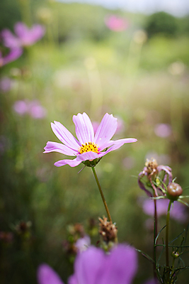 포토 JPG 해외이미지 주간 식물 꽃 분홍색 꽃밭 자연 풍경 근접촬영 사람없음 야외 초록색 코스모스 해외202004 해외포토 자연요소 뷰포인트 컬러 생태계 파일형식