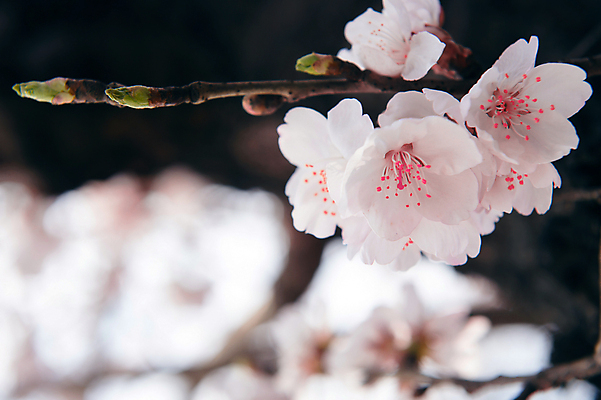 포토 JPG 해외이미지 근접촬영 사람없음 아웃포커스 봄 벚꽃 해외202004 해외포토 계절 꽃 뷰포인트 촬영기법 파일형식