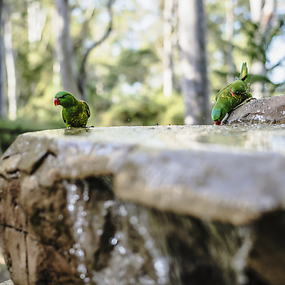 포토 JPG 해외이미지 동물 야생동물 백그라운드 자연 조류 사람없음 머리 흰색 호주 깃털 부리 보케 앵무새 해외202004 해외포토 컬러 신체부위 오세아니아 생태계 파일형식