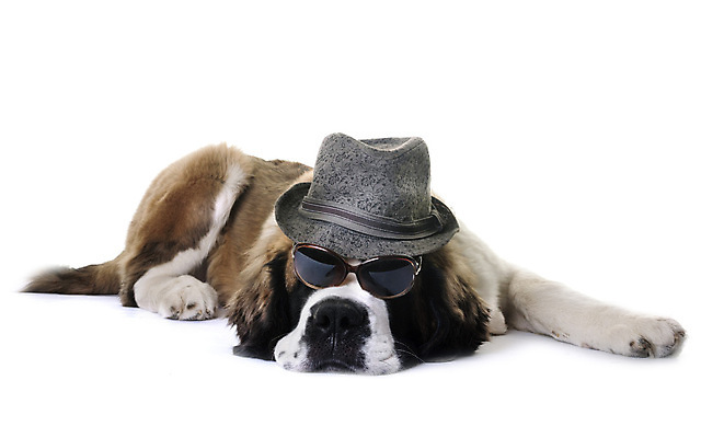 포토 JPG 해외이미지 무료이미지 모자 한마리 엎드리기 사람없음 반려동물 선글라스 개 흰배경 세인트버나드 해외202004 해외포토 동물 1 잡화 안경 백그라운드 포유류 모션 흰색 파일형식 무료콘텐츠