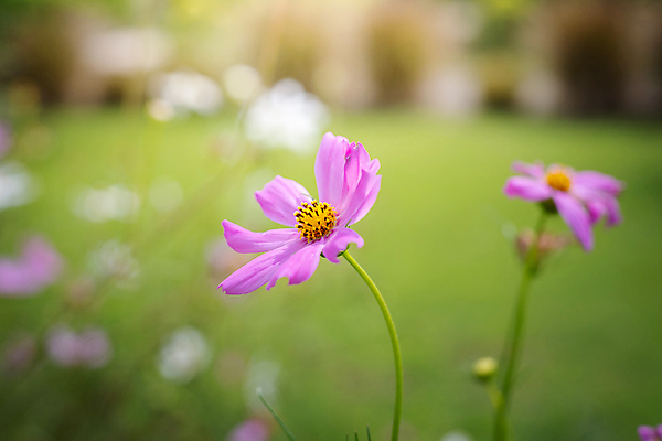 포토 JPG 해외이미지 주간 식물 꽃 분홍색 꽃밭 자연 풍경 근접촬영 사람없음 야외 초록색 코스모스 해외202004 해외포토 자연요소 뷰포인트 컬러 생태계 파일형식
