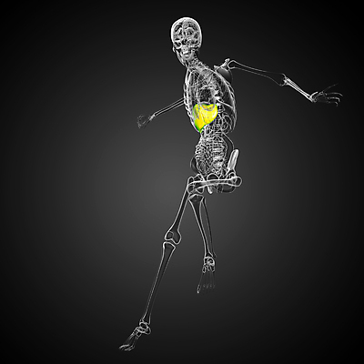 포토 JPG 해외이미지 해부 사람 사람없음 오르간 신장 간 방광 췌장 지라 해외202004 해외포토 의학 장기_의학 건반악기 비뇨기관 파일형식