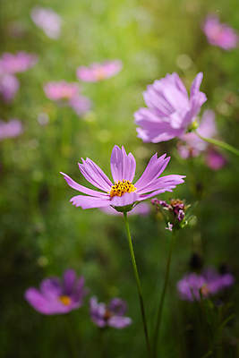 포토 JPG 해외이미지 주간 식물 꽃 분홍색 꽃밭 자연 풍경 근접촬영 사람없음 야외 초록색 코스모스 해외202004 해외포토 자연요소 뷰포인트 컬러 생태계 파일형식
