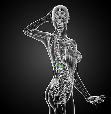 포토 JPG 해외이미지 해부 엑스레이 건강 사람 사람없음 약 진료 환자 오르간 생물학 간 복근 지라 해외202004 해외포토 교육 의학 근육 장기_의학 건반악기 파일형식