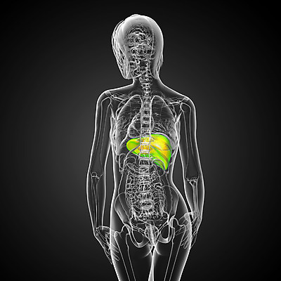 포토 JPG 해외이미지 해부 사람 사람없음 오르간 신장 간 방광 췌장 지라 해외202004 해외포토 의학 장기_의학 건반악기 비뇨기관 파일형식