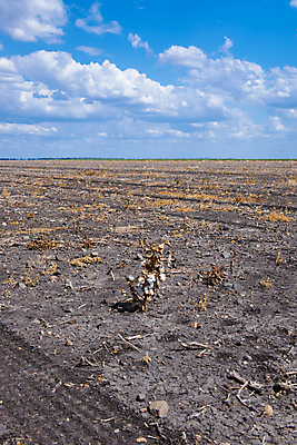 포토 JPG 해외이미지 식물 꽃 산업 줄기 밭 농업 공 자연 씨앗 사람없음 농작물 농장 환경 수확 성장 흰색 나뭇가지 직물 면 호주 매끈함 천 순수 유기농 질감 날것 부드러움 섬유 솜털 알레르기 밭일 숙성 세련 해외202004 해외포토 나무 웰빙 컬러 컨셉 감각 오세아니아 질병 생태계 파일형식
