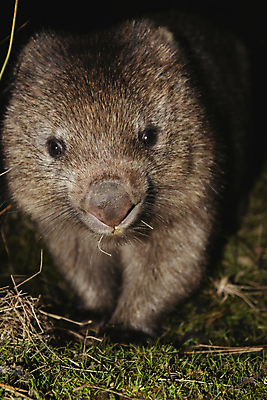 포토 JPG 해외이미지 동물 야생동물 포유류 자연 사람없음 호주 해외202004 해외포토 오세아니아 생태계 파일형식