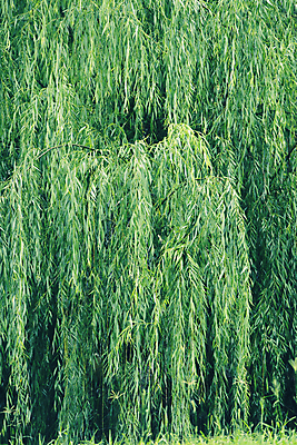 포토 JPG 해외이미지 식물 계절 잎 자연 풍경 사람없음 야외 초록색 빛 환경 어둠 봄 숲 즐거움 해외202004 해외포토 감정 컬러 생태계 파일형식