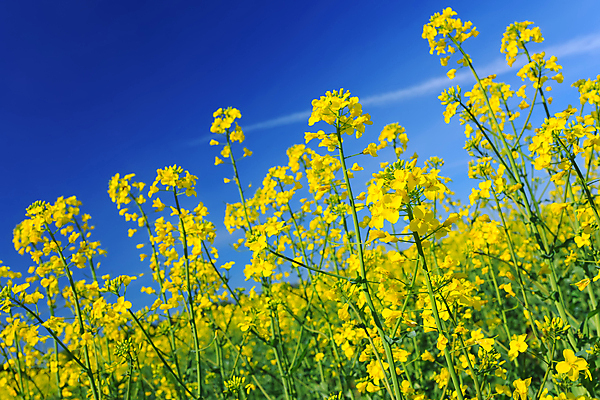 포토 JPG 해외이미지 무료이미지 꽃 하늘 사람없음 봄 유채 해외202004 해외포토 식물 계절 파일형식 무료콘텐츠