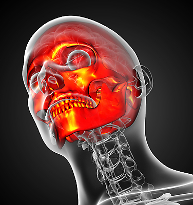 포토 JPG 해외이미지 해부 뼈 골격 건강 사람 사람없음 머리 죽음 턱 해골모형 해외202004 해외포토 의학 신체부위 모형 파일형식
