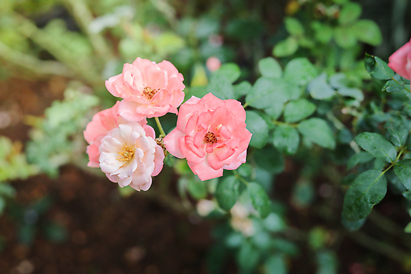 포토 JPG 해외이미지 식물 꽃잎 꽃 줄기 분홍색 잎 꽃무늬 자연 발렌타인데이 사람없음 야외 초록색 여름 햇빛 장미 정원 벚꽃 내추럴 해외202004 해외포토 계절 컬러 무늬 데이이벤트 태양 생태계 파일형식