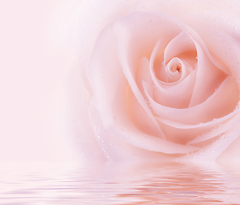 포토 JPG 해외이미지 무료이미지 디자인 꽃잎 꽃 분홍색 백그라운드 꽃무늬 자연 발렌타인데이 선물 사람없음 가로 물 장미 반사 낭만 젖음 벚꽃 흰색 물방울 신선 오픈 신용카드 센터 닫기 이슬 냄새 아로마 슛 부드러움 고립 넘어짐 세피아 완벽 특별함 스타일 국경 해외202004 해외포토 자연요소 식물 컬러 컨셉 무늬 모션 데이이벤트 촬영기법 금융 감각 생태계 파일형식 무료콘텐츠