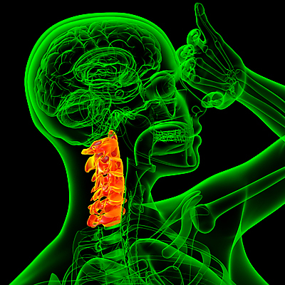 포토 JPG 해외이미지 무료이미지 인체모형 뼈 골격 건강 사람없음 3D 목뼈 해외202004 해외포토 모형 디지털합성 파일형식