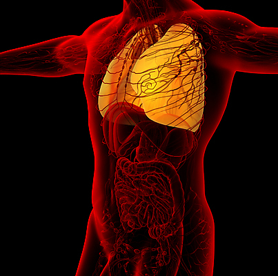 포토 JPG 해외이미지 무료이미지 신체 의학 건강 사람없음 3D 허파 장기 신체해부도 해외202004 해외포토 해부 호흡기관 디지털합성 파일형식 무료콘텐츠