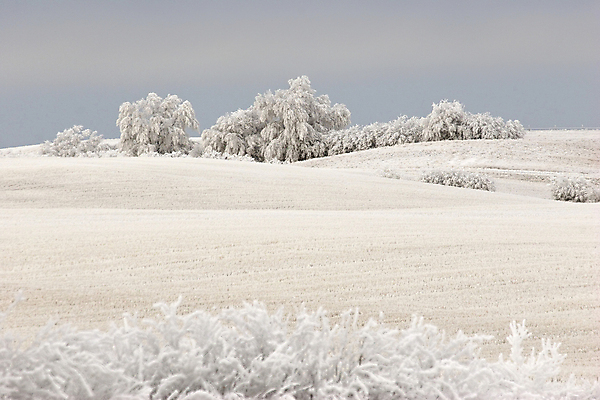 포토 JPG 해외이미지 나무 여행 캐나다 겨울 풍경 잔디 사람없음 가로 디지털 시골 서리 장면 해외202004 해외포토 식물 계절 북아메리카 파일형식