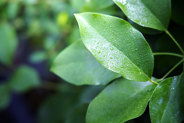 포토 JPG 해외이미지 식물 무료이미지 백그라운드 잎 자연 사람없음 아웃포커스 젖음 물방울 내추럴 해외202004 해외포토 촬영기법 생태계 파일형식 무료콘텐츠