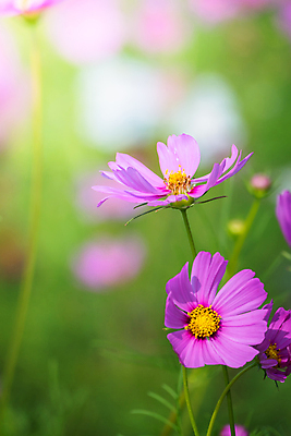 포토 JPG 해외이미지 주간 식물 꽃 분홍색 꽃밭 자연 풍경 근접촬영 사람없음 야외 초록색 코스모스 해외202004 해외포토 자연요소 뷰포인트 컬러 생태계 파일형식