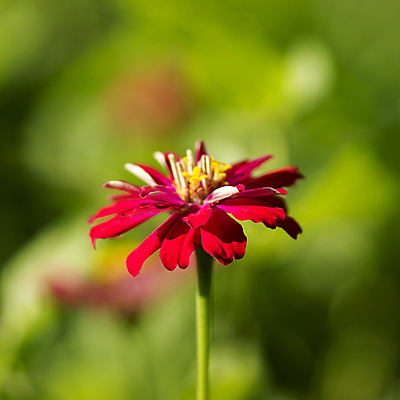 포토 JPG 해외이미지 식물 계절 공원 꽃잎 꽃 분홍색 잎 꽃무늬 패턴 밭 날개 오렌지 자연 사람없음 야외 장식 초록색 여름 컬러풀 장미 노란색 정원 봄 활발 벚꽃 흰색 작음 원예 데이지 꽃가루 꿀 더블 해외202004 해외포토 공공시설 컬러 컨셉 무늬 농업 과일 취미 크기 가루 생태계 파일형식