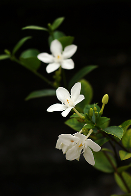 포토 JPG 해외이미지 식물 꽃잎 꽃 분홍색 조각 백그라운드 꽃무늬 자연 선물 사람없음 여름 정원 검은색 봄 벚꽃 흰색 신선 우아함 자르기 크림 오브젝트 데이지 부드러움 광택 솜털 꽃수술 생존 해외202004 해외포토 계절 컬러 컨셉 무늬 모션 감각 생태계 파일형식