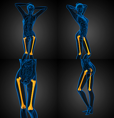 포토 JPG 해외이미지 무료이미지 신체 의학 골격 사람없음 3D 허벅지 다리뼈 해외202004 해외포토 뼈 신체부위 디지털합성 파일형식