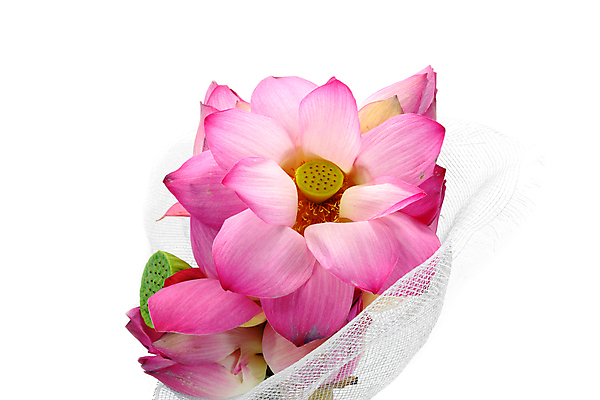 포토 JPG 해외이미지 무료이미지 분홍색 연꽃 사람없음 해외202004 해외포토 꽃 컬러 파일형식 무료콘텐츠