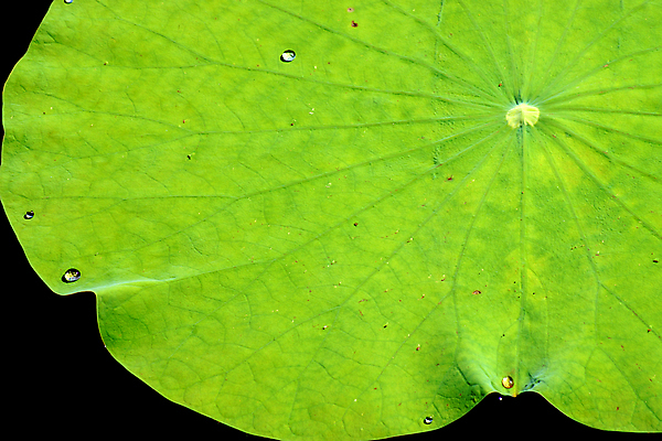 포토 JPG 해외이미지 식물 꽃잎 꽃 아시아 선 분홍색 백그라운드 잎 꽃무늬 자연 휴식 연꽃 사람없음 야외 장식 세로 초록색 물 반사 노란색 환경 정원 침묵 벚꽃 연못 신선 개화 우아함 백합 명상 싱글 내추럴 이국적 천진난만 부족함 해외202004 해외포토 자연요소 나라 컬러 컨셉 무늬 소리 생태계 파일형식