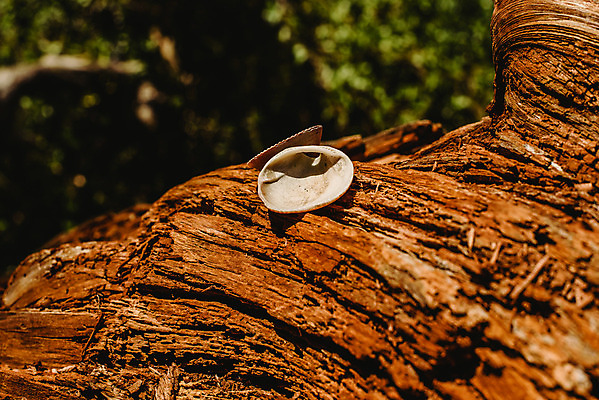 포토 JPG 해외이미지 모양 나무 식물 백그라운드 패턴 곡선 자연 표면 추상 이끼 사람없음 목재 장식 초록색 갈색 환경 어둠 수확 성장 껍질 나뭇가지 죽음 소나무 거친 균열 숲 천 묘사 부식 유기농 질감 통나무 먼지 내추럴 그런지 수목 옛날 노화 해외202004 해외포토 웰빙 선 컬러 컨셉 무늬 농업 재료 모션 직물 생태계 파일형식