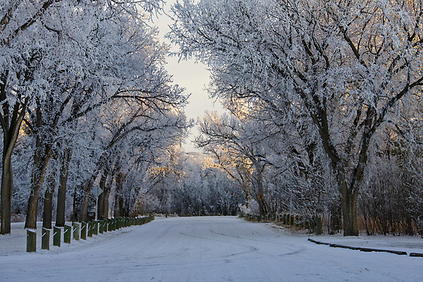 포토 JPG 해외이미지 나무 무료이미지 계절 캐나다 겨울 풍경 사람없음 야외 냉동 얼음 추위 흰색 물방울 서리 결정체 북쪽 해외202004 해외포토 자연요소 식물 컬러 북아메리카 방향 파일형식 무료콘텐츠