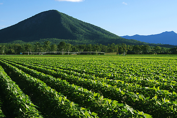 포토 JPG 해외이미지 식물 백그라운드 밭 자연 하늘 풍경 초원 사람없음 야외 초록색 여름 평화 우주 환경 봄 시골 신선 잡초 황무지 고독 내추럴 벌거벗은 생태학 오지 그리너리 해외202004 해외포토 계절 교육 감정 컬러 컨셉 농업 생태계 파일형식 트랜드컬러