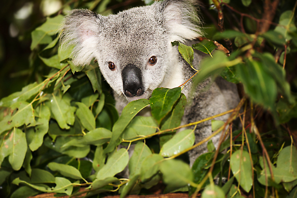 포토 JPG 해외이미지 주간 무료이미지 한마리 응시 자연 나뭇잎 사람없음 야외 나뭇가지 호주 코알라 해외202004 해외포토 자연요소 나무 1 시선 잎 포유류 오세아니아 생태계 파일형식 무료콘텐츠