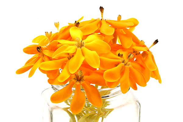 포토 JPG 해외이미지 무료이미지 꽃 백그라운드 유리병 근접촬영 사람없음 흰배경 해외202004 해외포토 식물 뷰포인트 병_용기 흰색 파일형식 무료콘텐츠