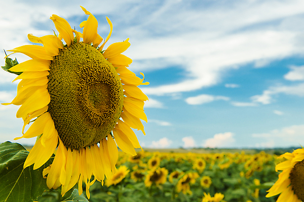 포토 JPG 해외이미지 주간 식물 무료이미지 꽃잎 꽃밭 밭 자연 하늘 해바라기 사람없음 야외 초록색 여름 노란색 호주 해외202004 해외포토 자연요소 계절 꽃 컬러 농업 오세아니아 생태계 파일형식 무료콘텐츠