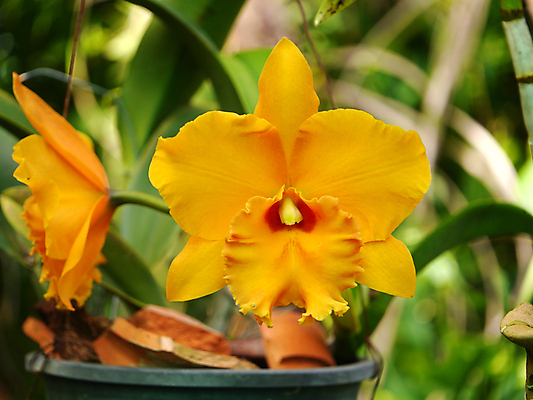포토 JPG 해외이미지 식물 꽃잎 꽃 꽃다발 잎 꽃무늬 오렌지 자연 발렌타인데이 사람없음 장식 초록색 노란색 머리 우주 정원 스파 봄 활발 벚꽃 흰색 신선 개화 난초 순수 흰배경 유기농 원예 냄새 내추럴 광합성 해외202004 해외포토 웰빙 계절 컬러 백그라운드 컨셉 무늬 과일 데이이벤트 취미 신체부위 생태계 파일형식