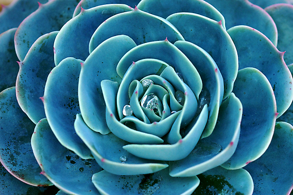 포토 JPG 해외이미지 무료이미지 꽃 백그라운드 잎 자연 근접촬영 사람없음 다육식물 해외202004 해외포토 식물 뷰포인트 생태계 파일형식 무료콘텐츠