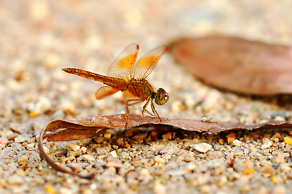 포토 JPG 해외이미지 무료이미지 곤충 낙엽 근접촬영 사람없음 아웃포커스 잠자리 땅바닥 해외202004 해외포토 동물 뷰포인트 잎 바닥 촬영기법 파일형식 무료콘텐츠